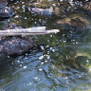 rosemariedaher avatar