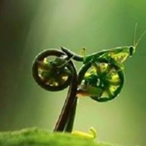 maxima_schreck avatar