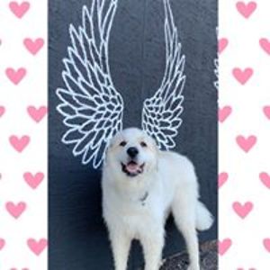 jessthedogwalker avatar