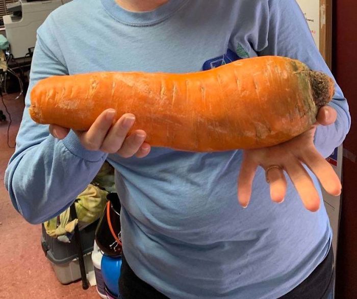 This 3,4 Pound Carrot