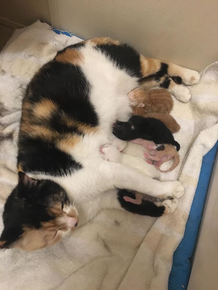 The Pregnant Stray I Took In Finally Gave Birth To A Litter Of Seven Kittens. How’s Your Quarantine Going?