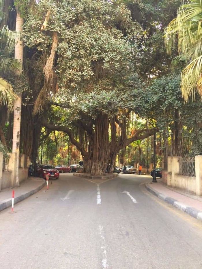 Este enorme árbol en El Cairo