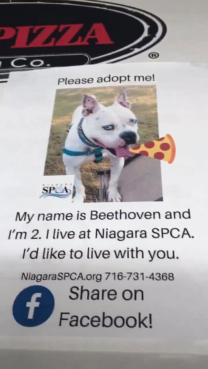 Pizza Place Helps Local Shelter Get Dogs Adopted By Putting Their Photos On Pizza Boxes