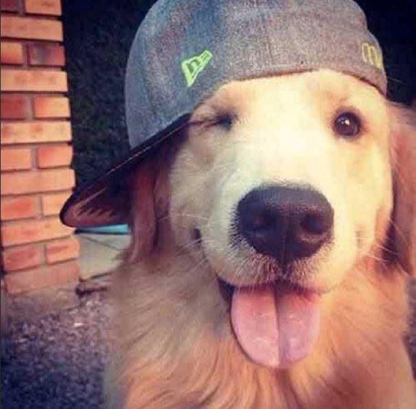 Funny Smiling Dogs