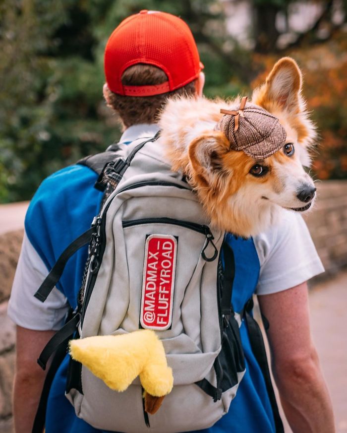 Guy Carries His Corgi In His Backpack, Brightens Everyone's Day As They Commute (31 Pics)