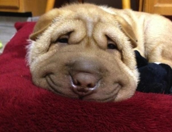 Funny Smiling Dogs