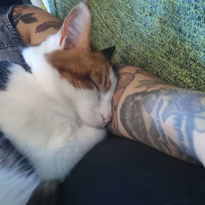 Couple Trick Their Super Clingy Cat By Creating A Fake Lap For Her To Sit On And She Loves It