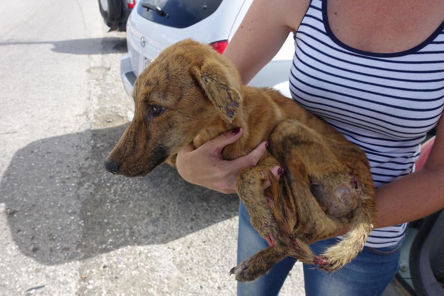 Emaciated Dog That Was Found Stuck In A Remote Location