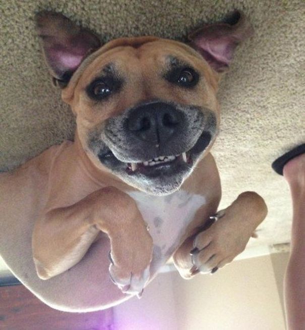 Funny Smiling Dogs