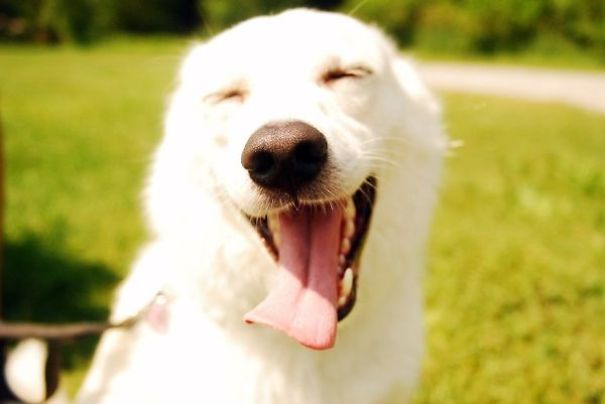 Funny Smiling Dogs