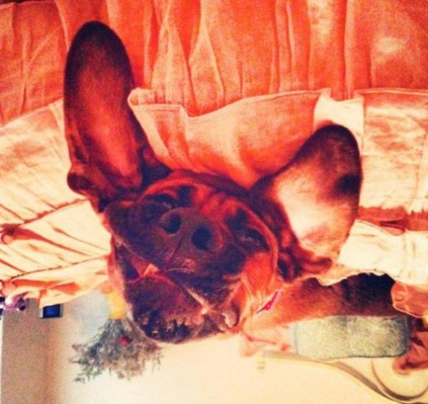 Funny Smiling Dogs