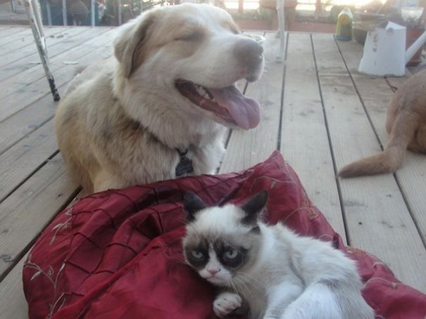 Funny Smiling Dogs