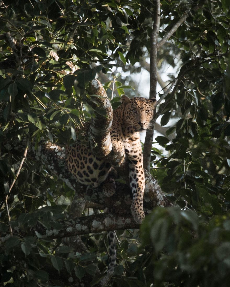 A Leopard Chilling In A Tree In The Forests Of Kabini, India