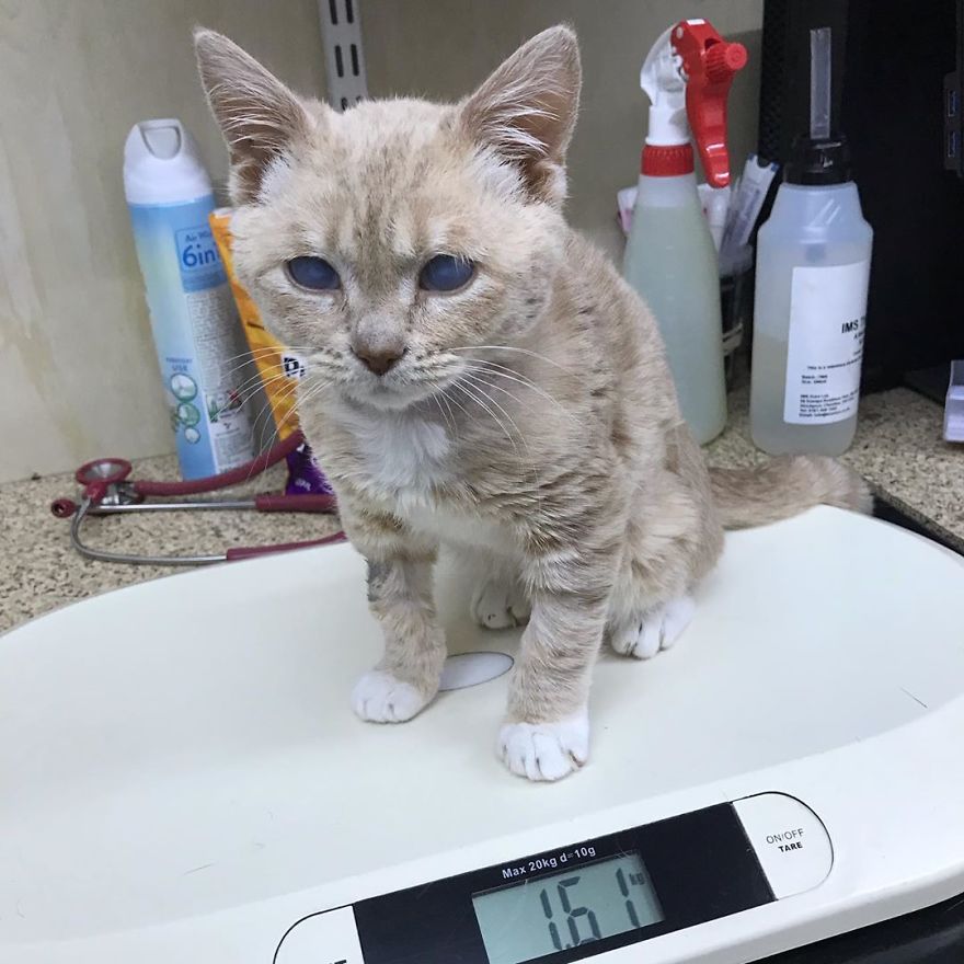 This Cat With Dwarfism Will Be Kitten-Sized Forever