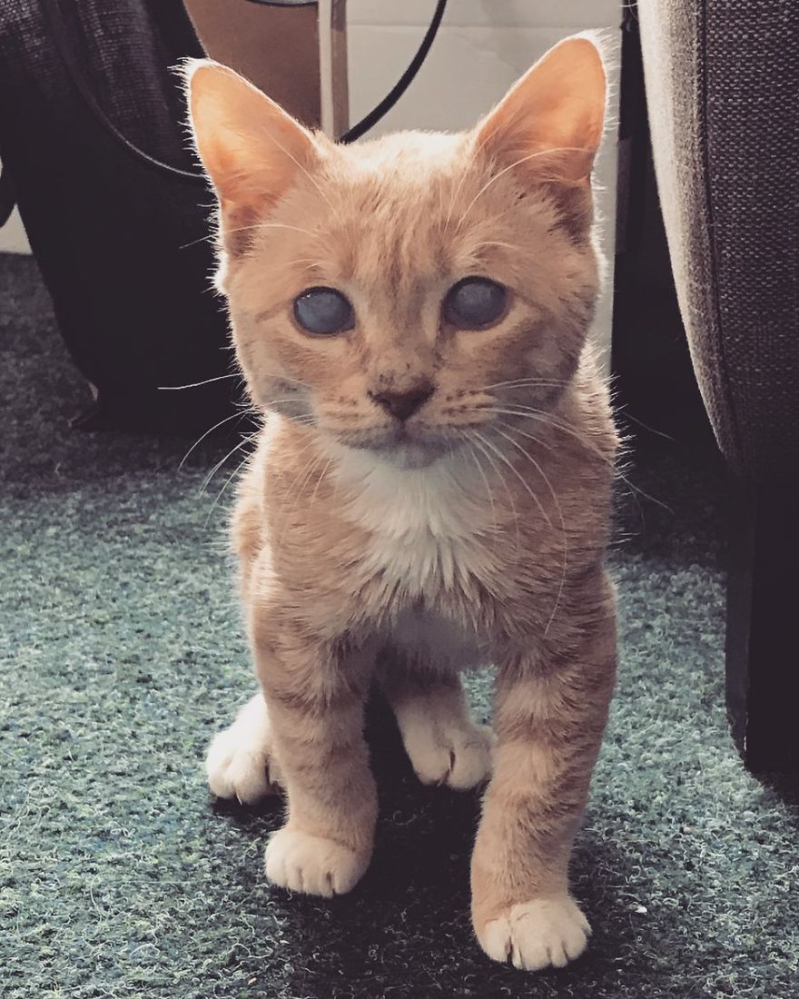 This Cat With Dwarfism Will Be Kitten-Sized Forever