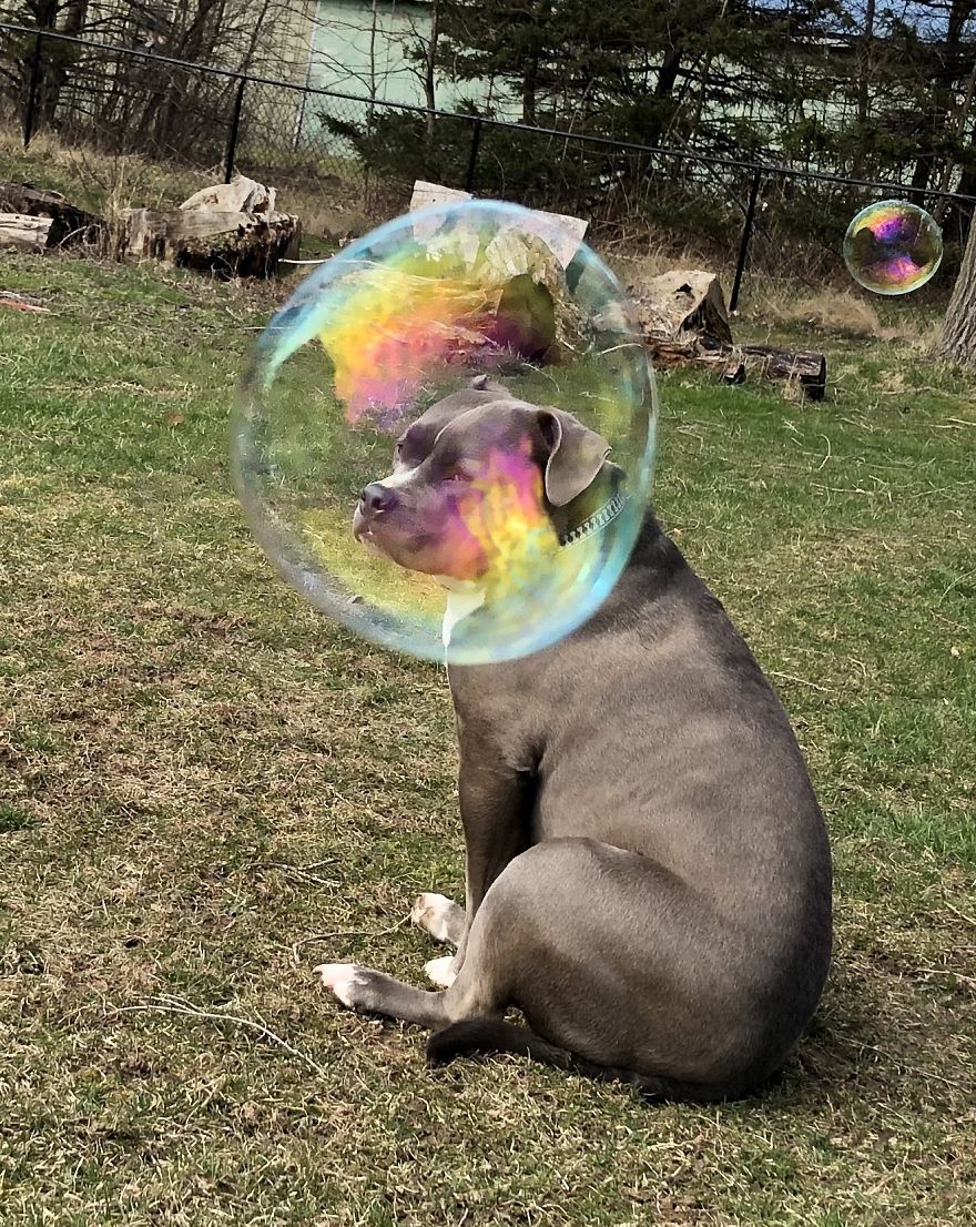 Bully In A Bubble 🐾