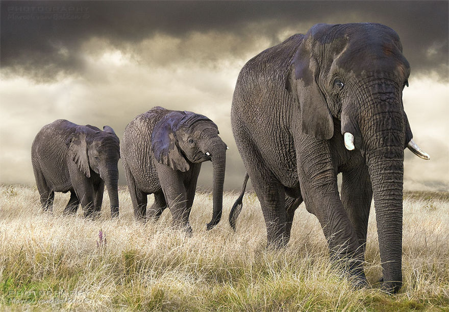 An Elephant Family Is Taking A Walk
