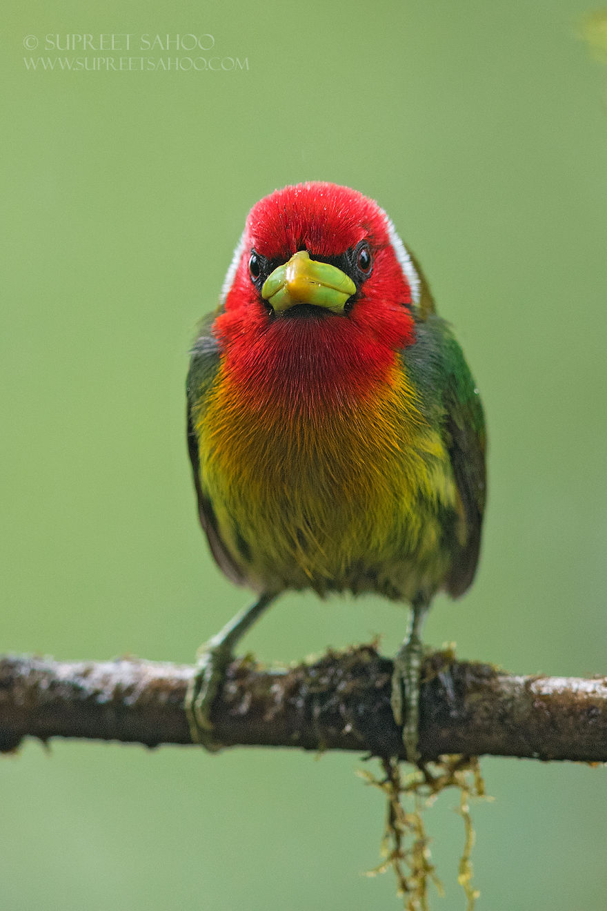 Red-Headed Barbet