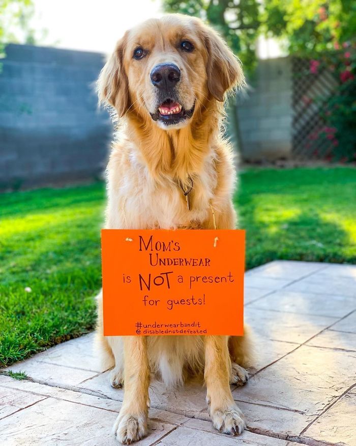 Atlas The Service Dog Sits In Front Of The Camera With A Toothy Grin Wearing A Sign That Says "Mom’s Underwear Is Not A Present For Guests"