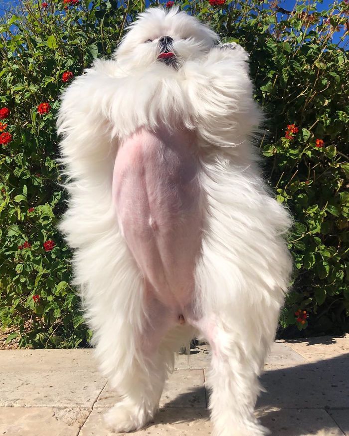 Standing-Maltese-Dog-Coco