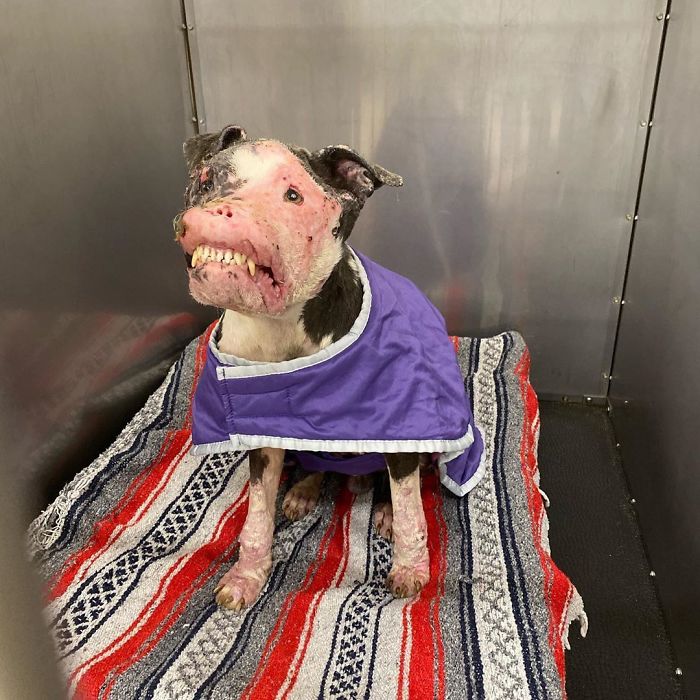 Este perro callejero desfigurado se está recuperando muy bien tras ser rescatado