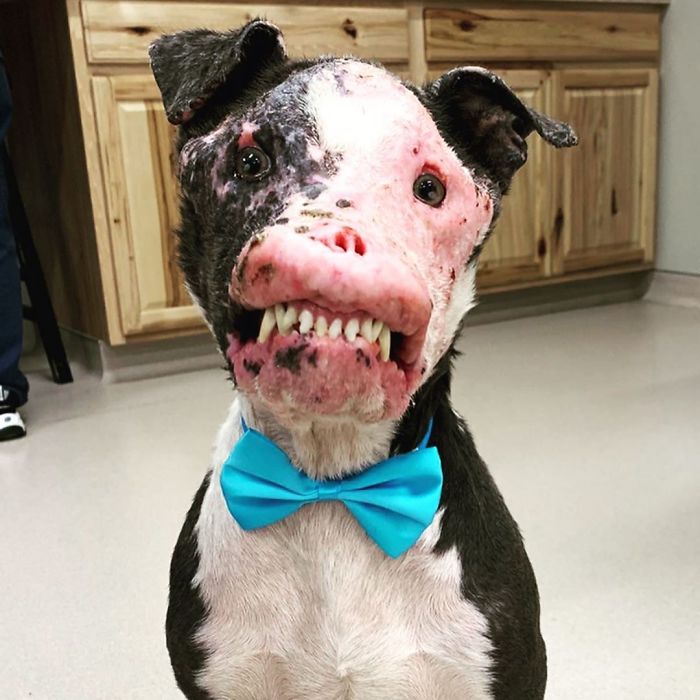 Este perro callejero desfigurado se está recuperando muy bien tras ser rescatado
