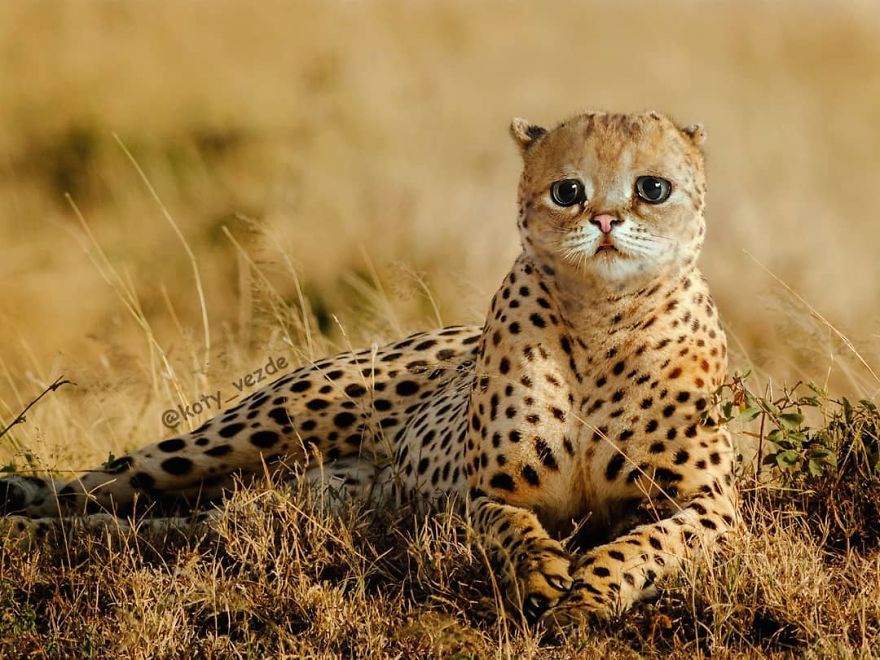 Funny-Animals-Photoshopped-Cats-Koty-Vezde
