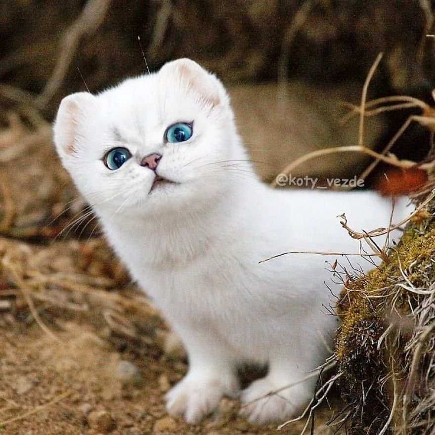 Funny-Animals-Photoshopped-Cats-Koty-Vezde