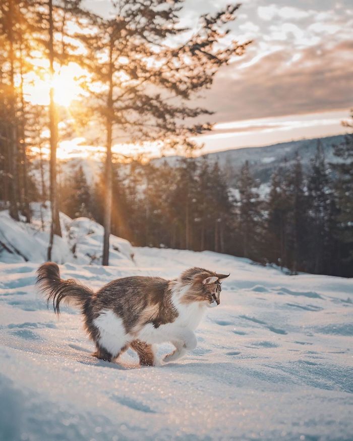 Owners Let Their Norwegian Forest Cat Roam Freely Outside, And He Looks Majestic (32 Pics)
