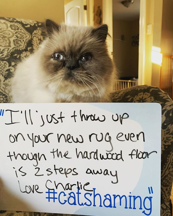 A Little Cat Shaming On This Wonderful Monday Morning