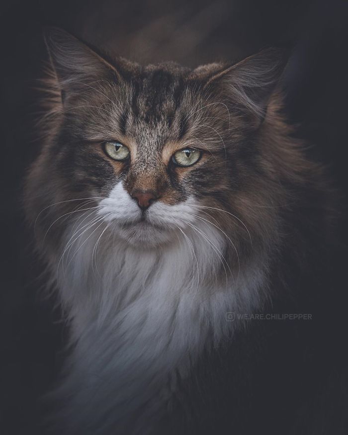 Owners Let Their Norwegian Forest Cat Roam Freely Outside, And He Looks Majestic (32 Pics)