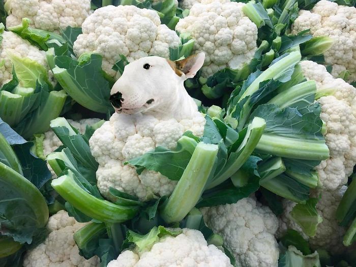 This Instagram Account Mixing Dogs With Food Will Amuse You