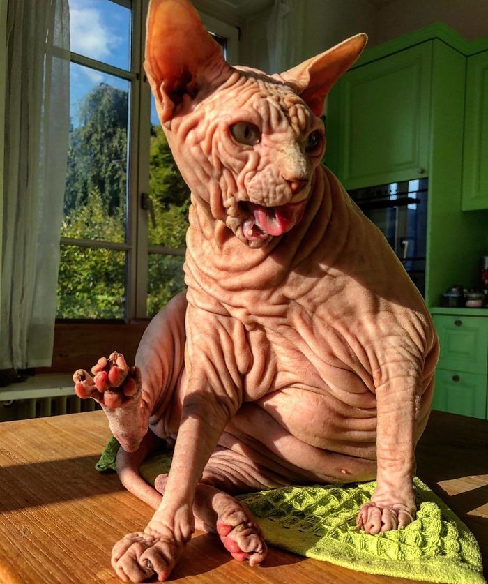 Hairless, Sinister-Looking Cat May Be Named The Scariest Feline In The World