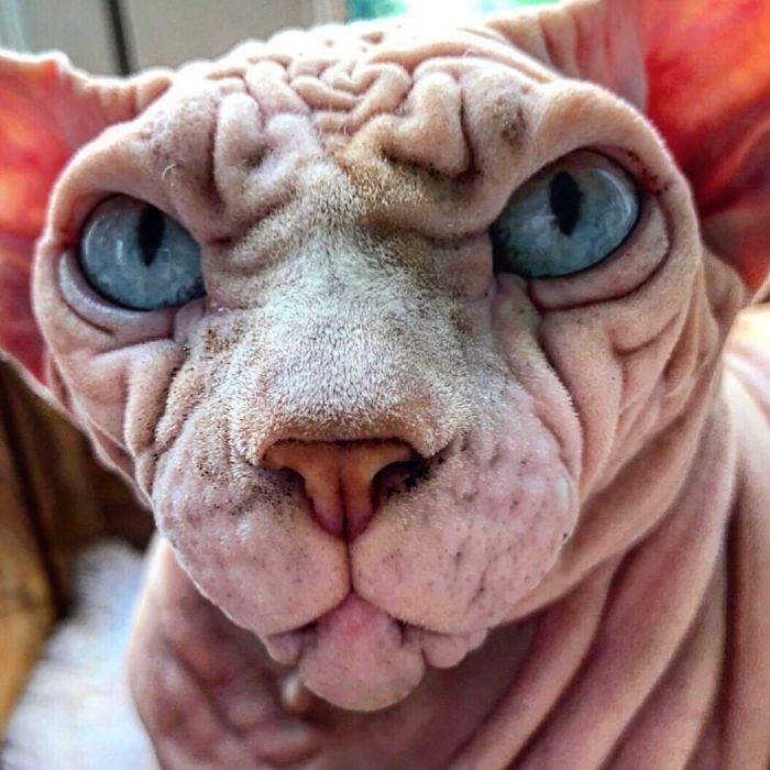 Hairless, Sinister-Looking Cat May Be Named The Scariest Feline In The World