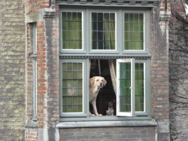 Bruges-Dog-2008-5e634ec03a135.jpg
