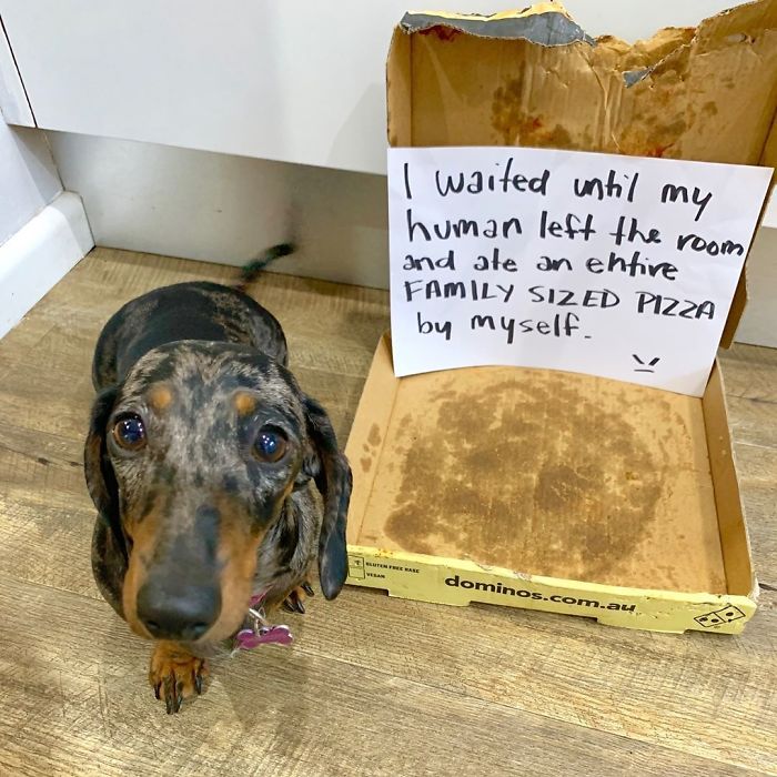 This Cute Dachshund Surely Loves Pizza