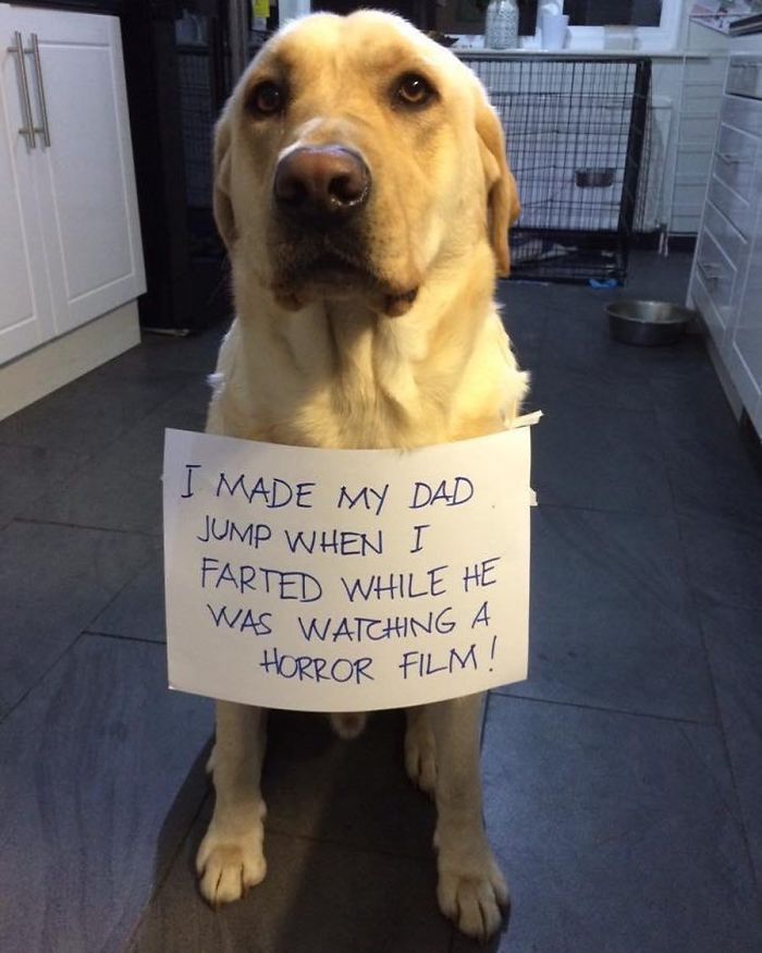 40 Hilarious Pets That Got Shamed Publicly For Being Naughty | Bored Panda