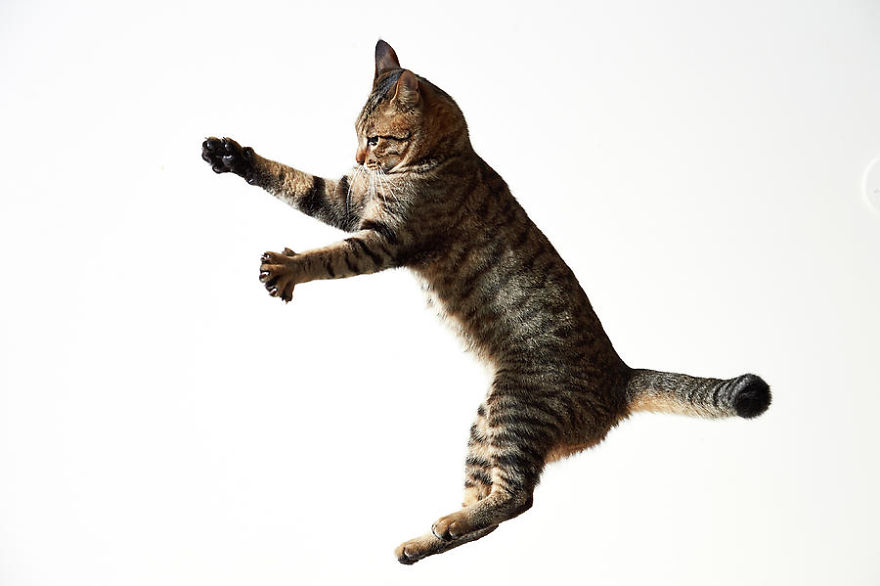 Cats Caught In Amazing Twisted Positions While Jumping.