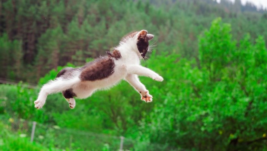 Cats Caught In Amazing Twisted Positions While Jumping.