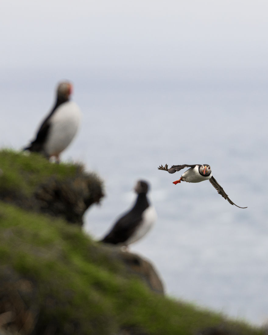 Contemplating And Taking Pictures Of Puffins Is One Of The Best Experiences I Ever Had
