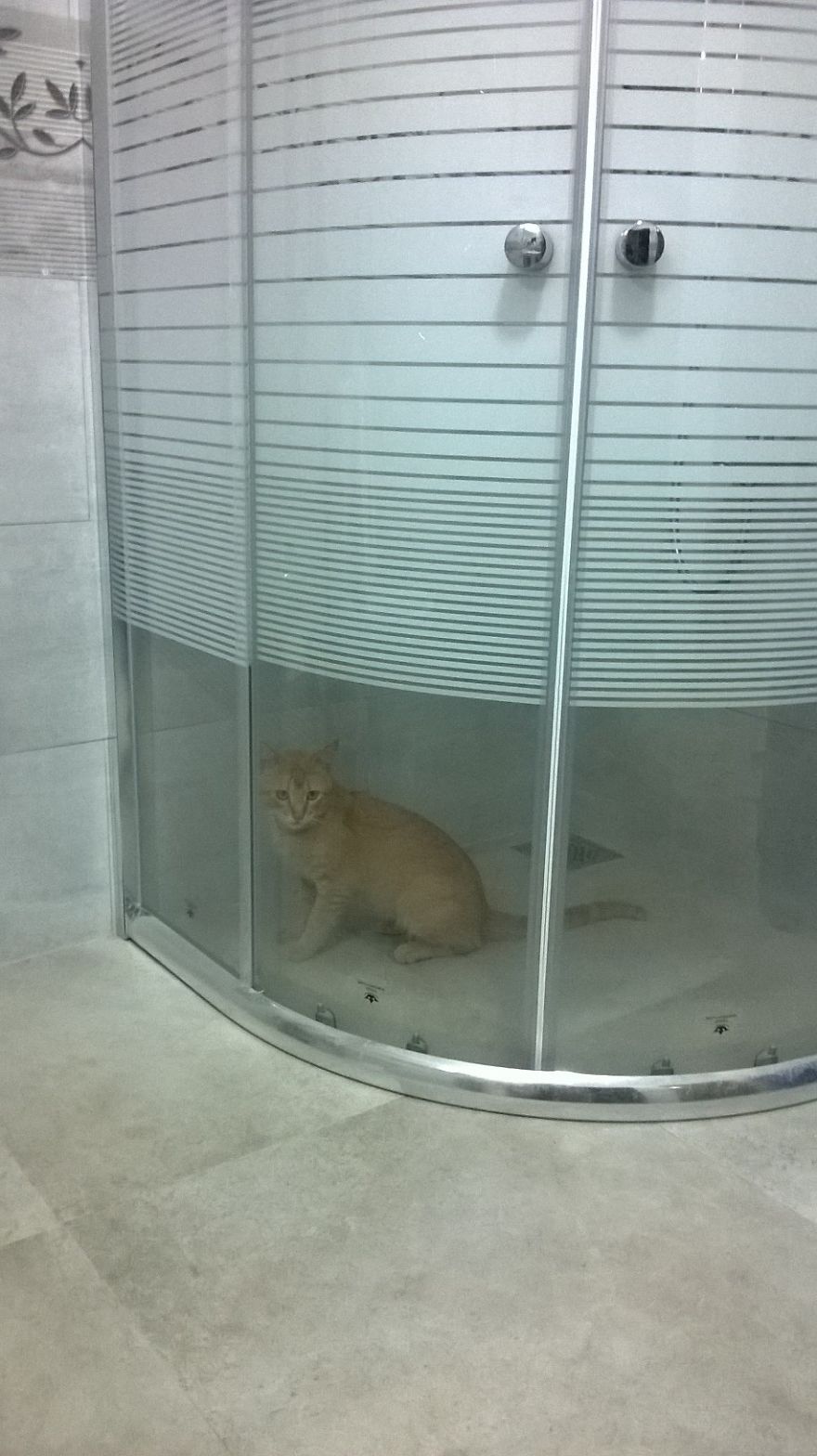 I Found An Easy Method To Get Rid Of Cats Nuisance...