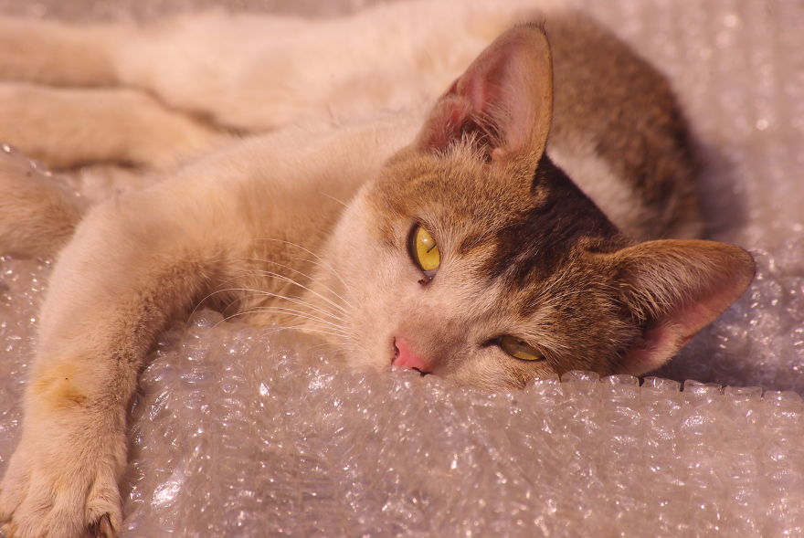 My Name Is Millo