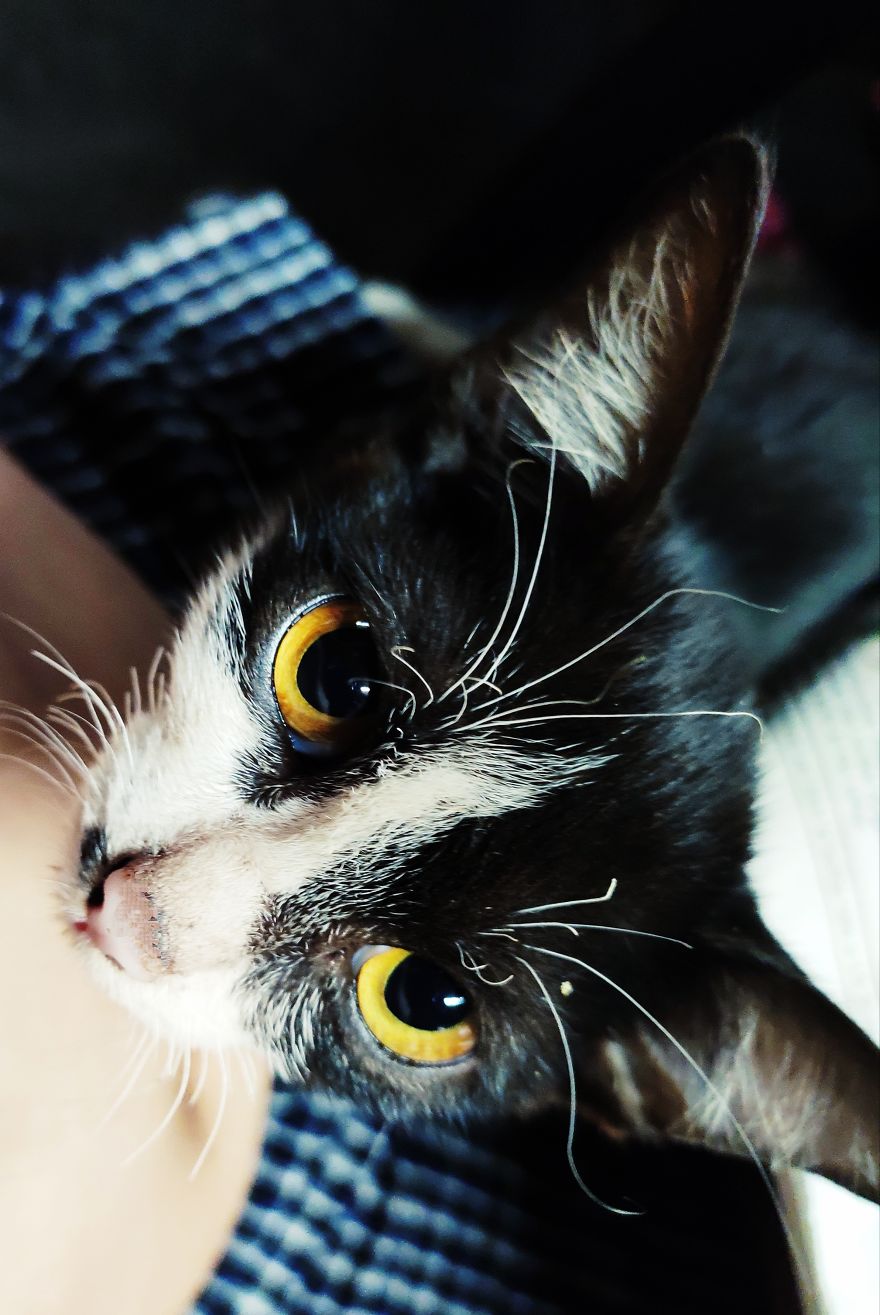 I Click My Beautiful Yellow Eye Cat