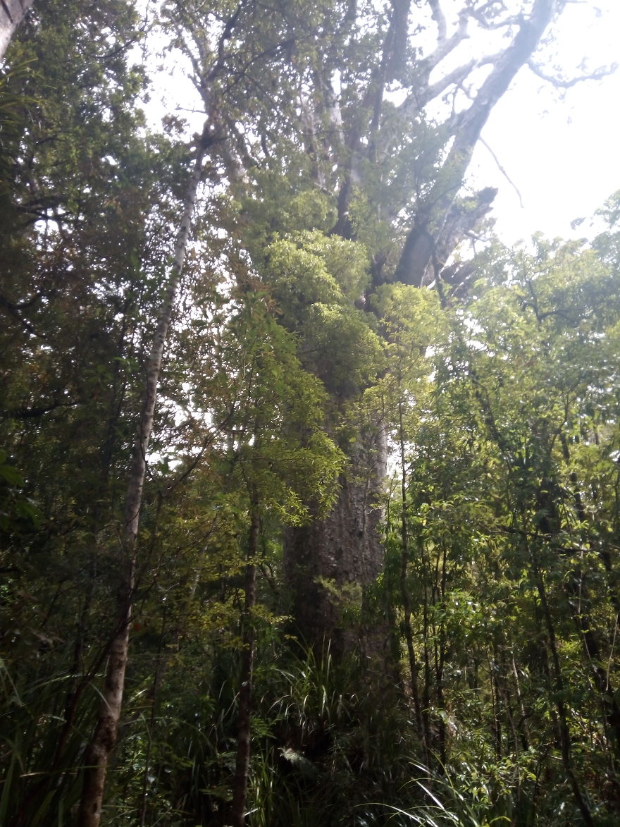 Kauri Trees In New Zealand