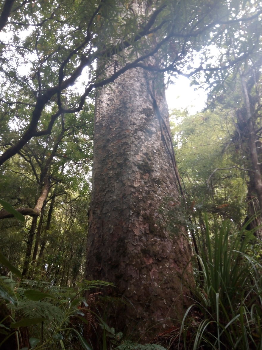 Kauri Trees In New Zealand