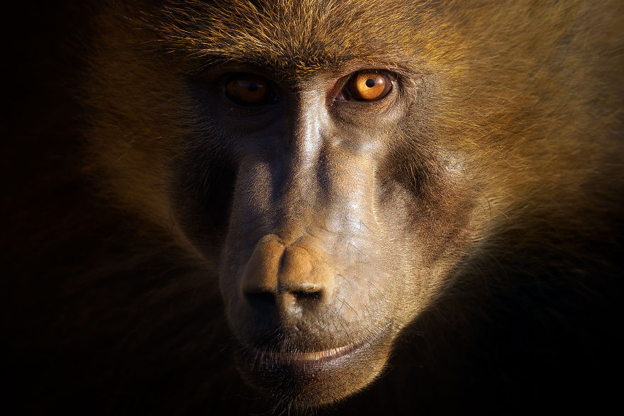 Intimate Baboon’s Portrait With The Sunset Light