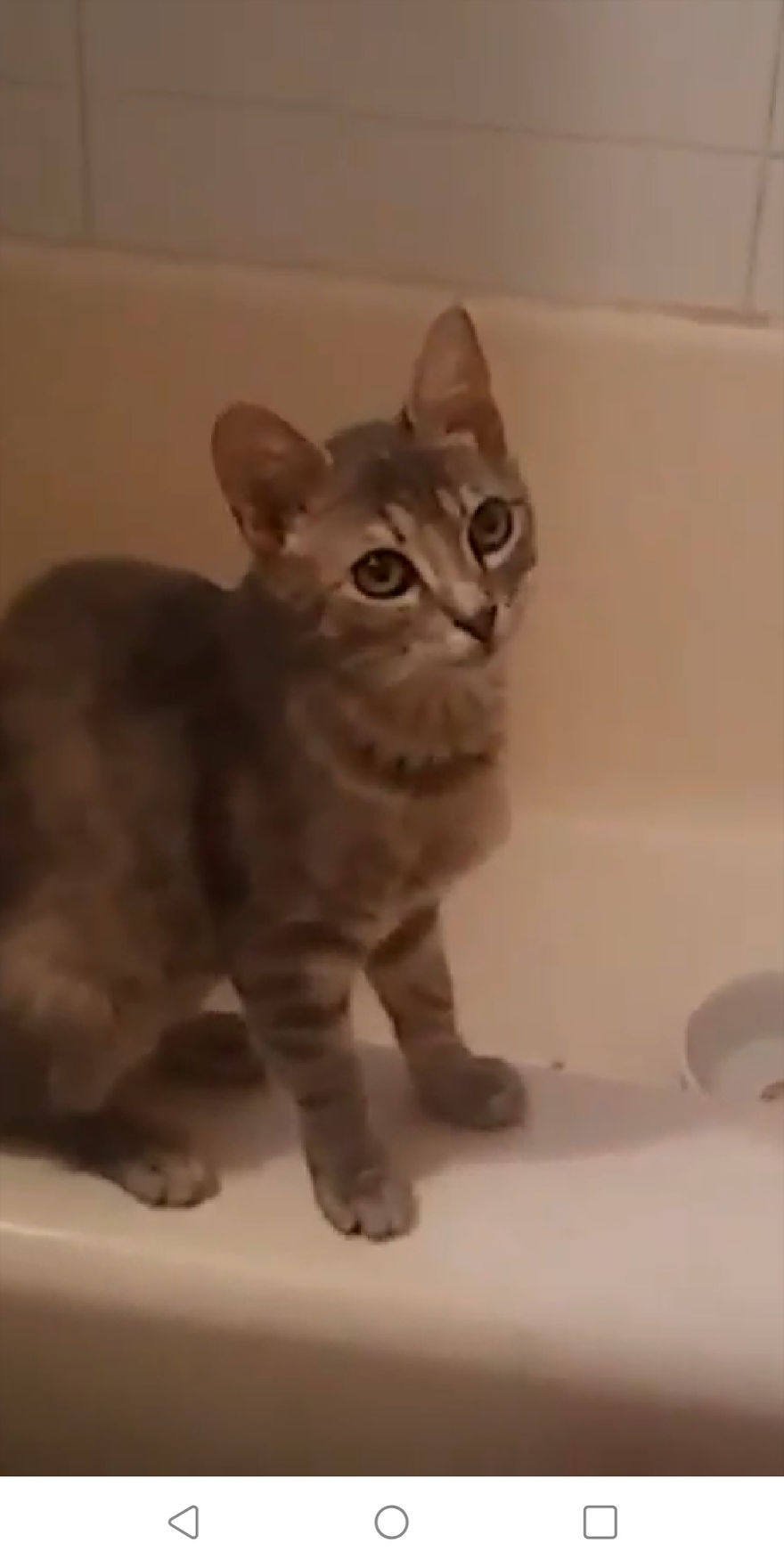Keewee Kitty Rescued From Wrongful Diagnosis
