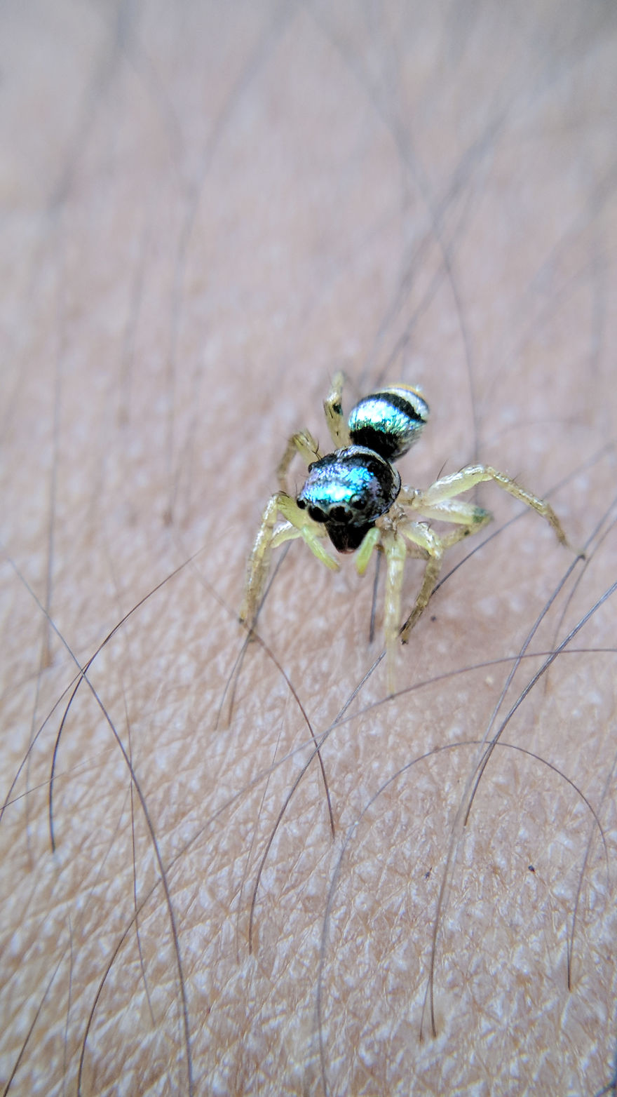 #banded_phintella🕷️(Jumping Spider)🕷️