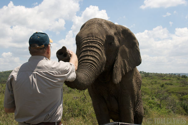 The Amazing Story Of Lawrence Anthony, The Elephant Whisperer