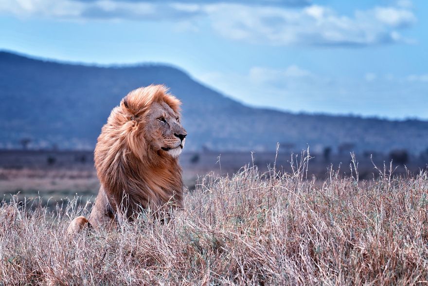 Lion Setting In The Wild